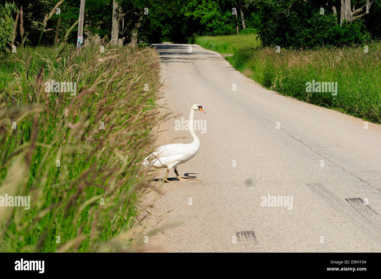 Swan crossing hires stock photography and images Alamy