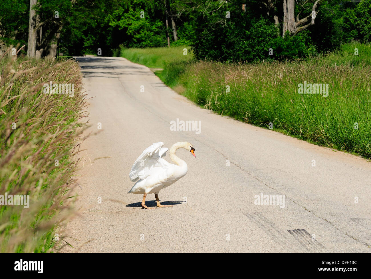 Mute swan crossing country road Stock Photo Alamy