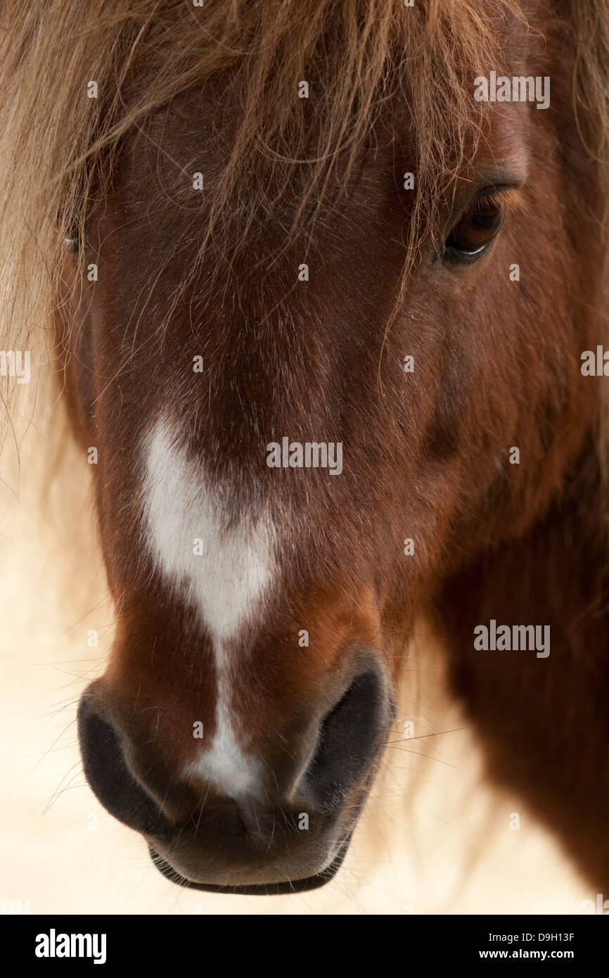 Miniature Horse (Equus ferus caballus) face close up Stock Photo