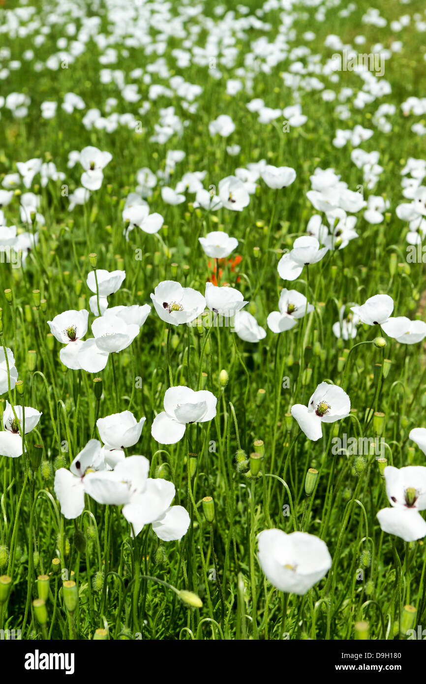White poppy flowers in the field Stock Photo Alamy