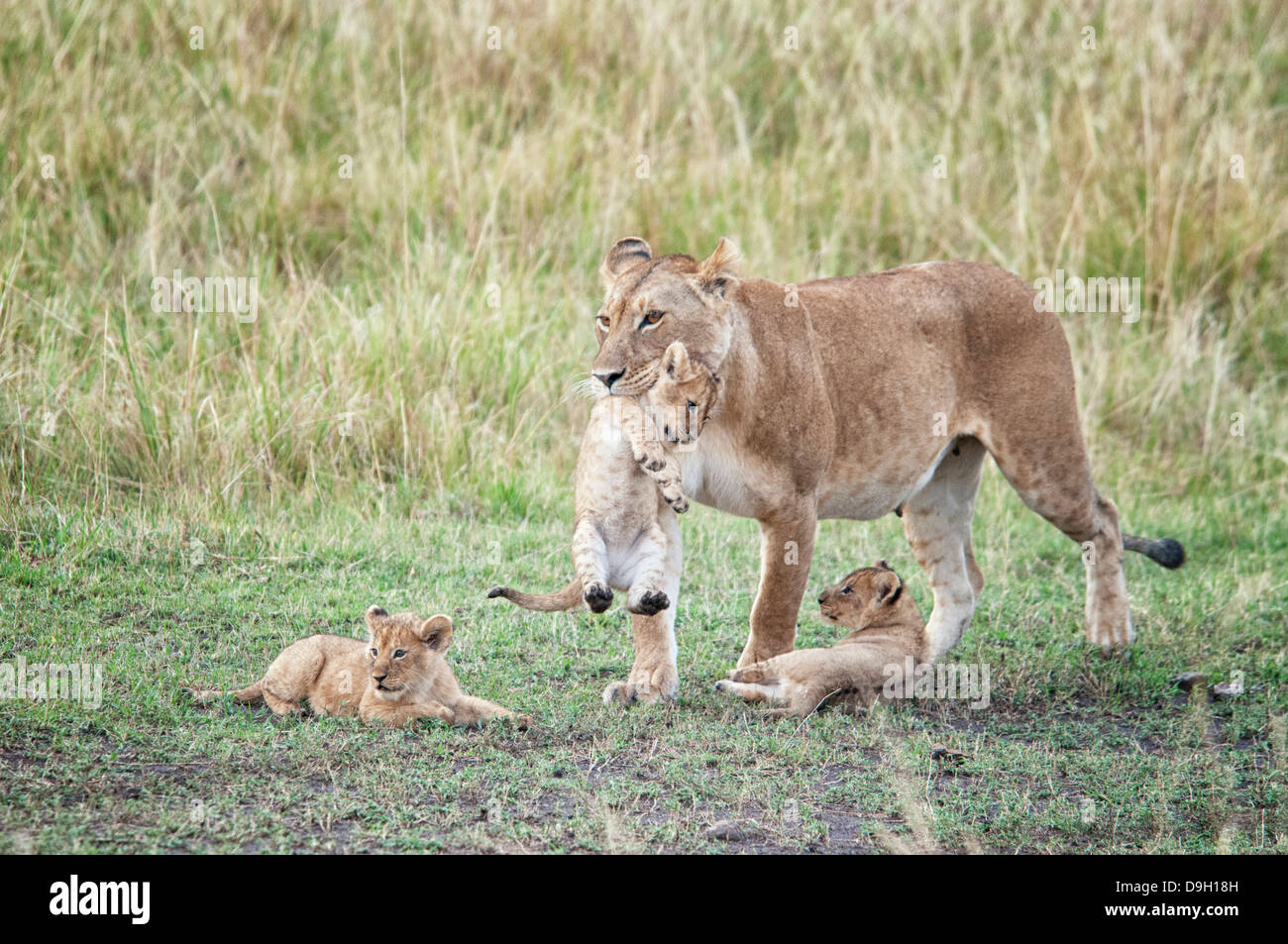 African Lioness carrying a Cub in her mouth with two Cubs beside her,  Panthera leo, Masai Mara National Reserve, Kenya, Africa Stock Photo
