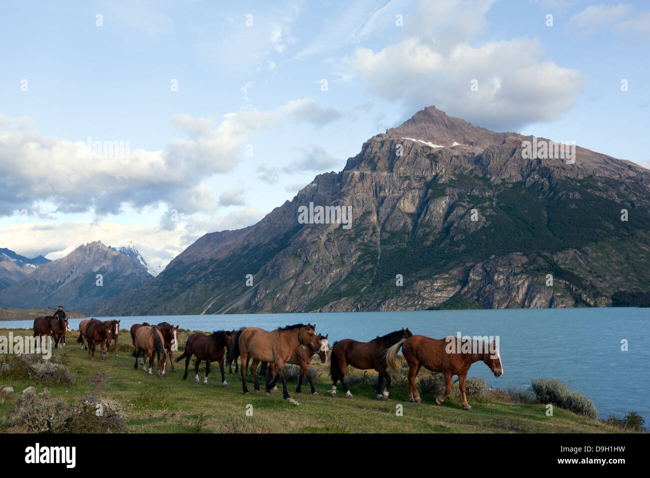 Glacier National Park. Regrouping of horses for riding. Stock Photo