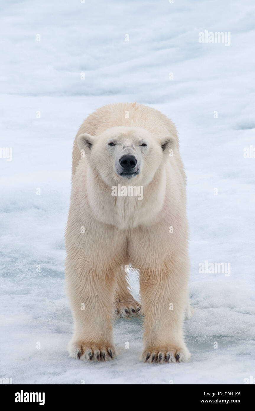 Adult Male Polar Bear, Ursus maritimus, on Olgastretet Pack Ice, Svalbard Archipelago, Norway Stock Photo