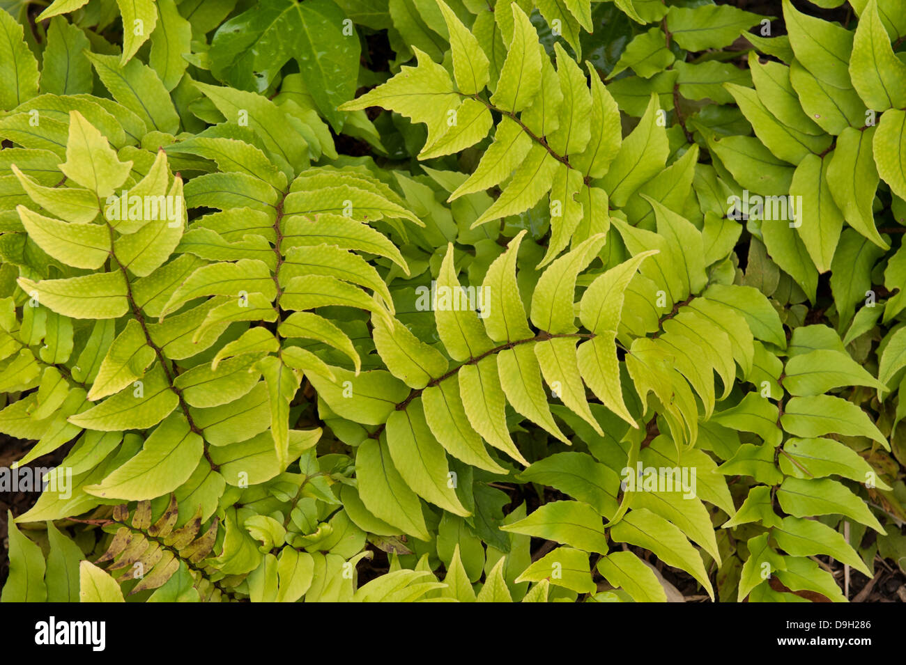 Fortune's cyrtomium or cyrtomium fortunei, also known as Holly Fern plant detail Stock Photo