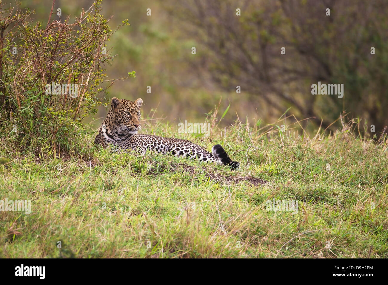 Leopard at Talek River, Masai Mara, Kenya Stock Photo