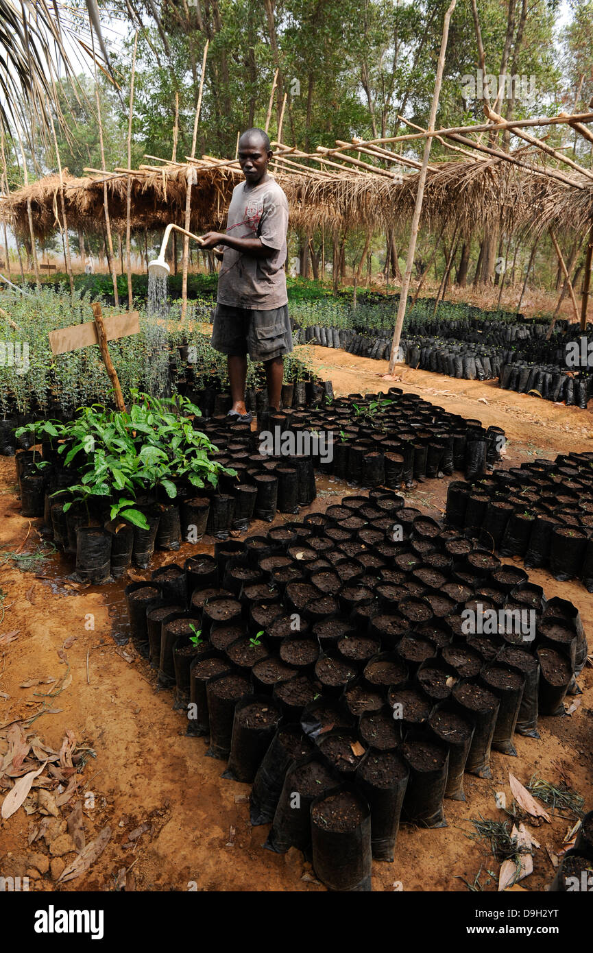 SIERRA LEONE Grafton, irrigation of tree nursery of NGO CHELSol, protection of forest in Western Area Peninsula WAPFoR Stock Photo