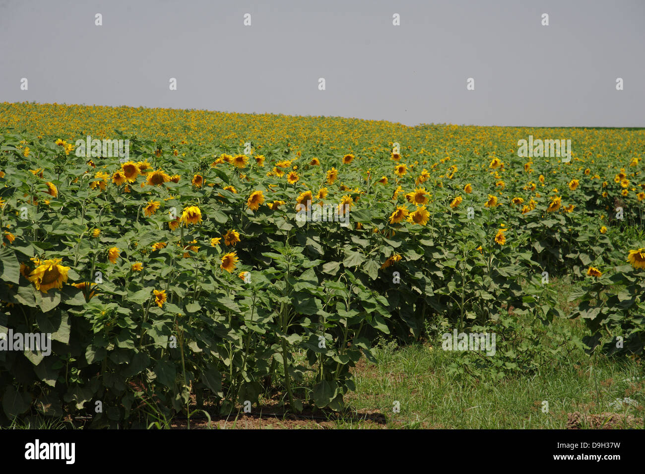 sunflowers on background of sunny blue sky Stock Photo - Alamy