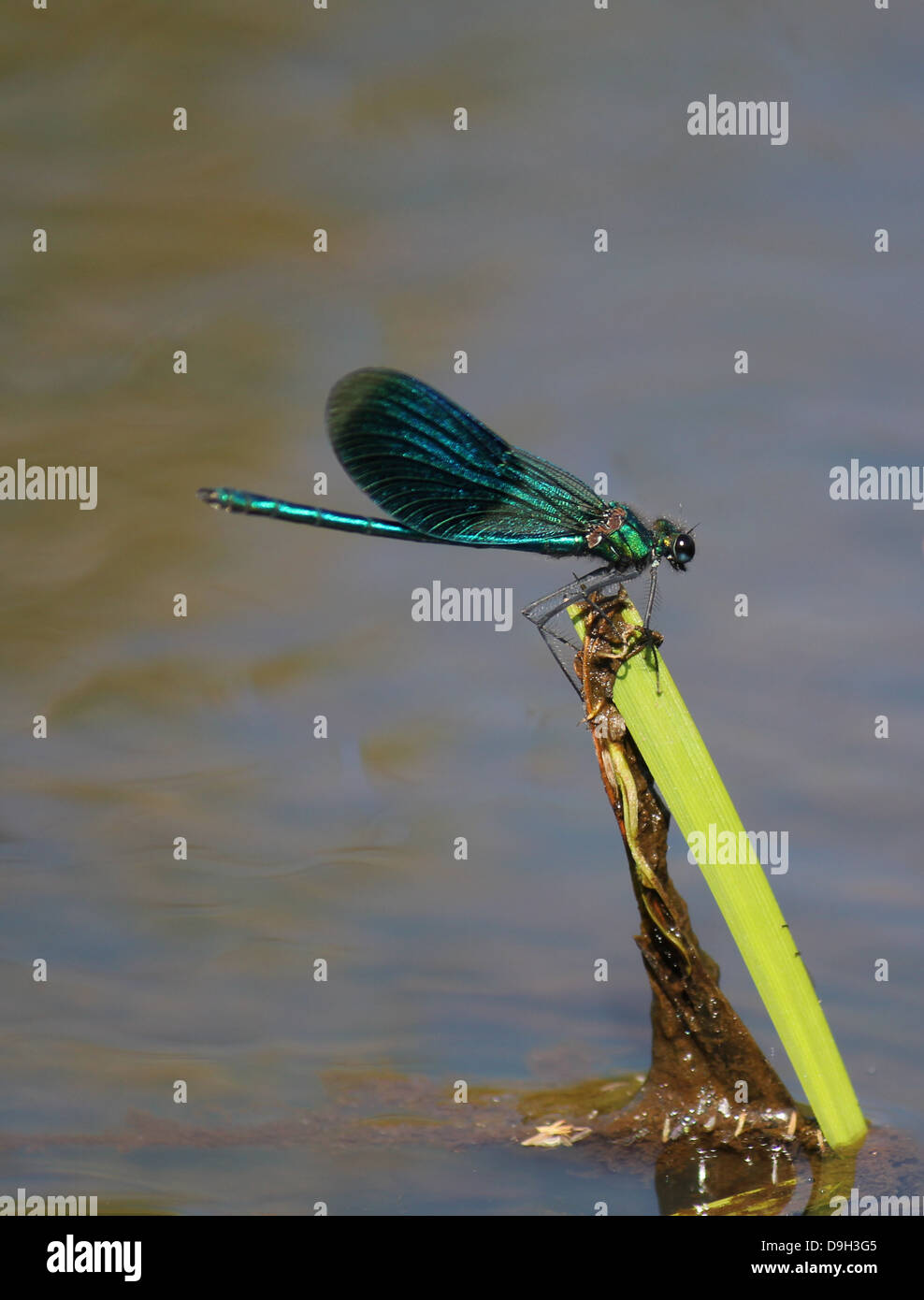 Close-up macro image of a male Banded Demoiselle (Calopteryx splendens) with wings closed Stock Photo