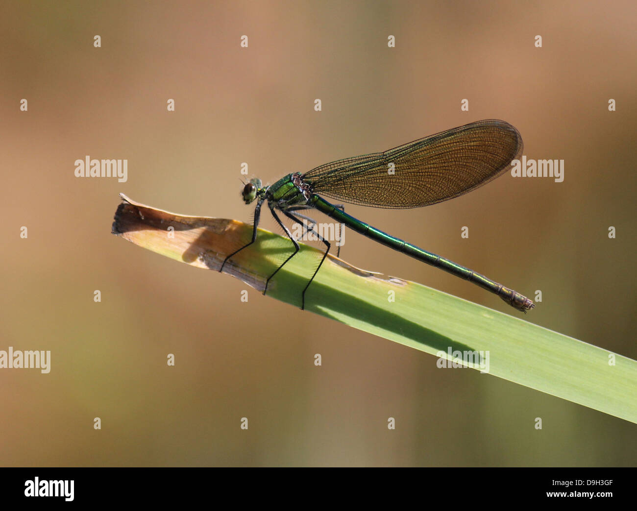 Close-up macro image of a female Banded Demoiselle (Calopteryx splendens) with wings closed Stock Photo