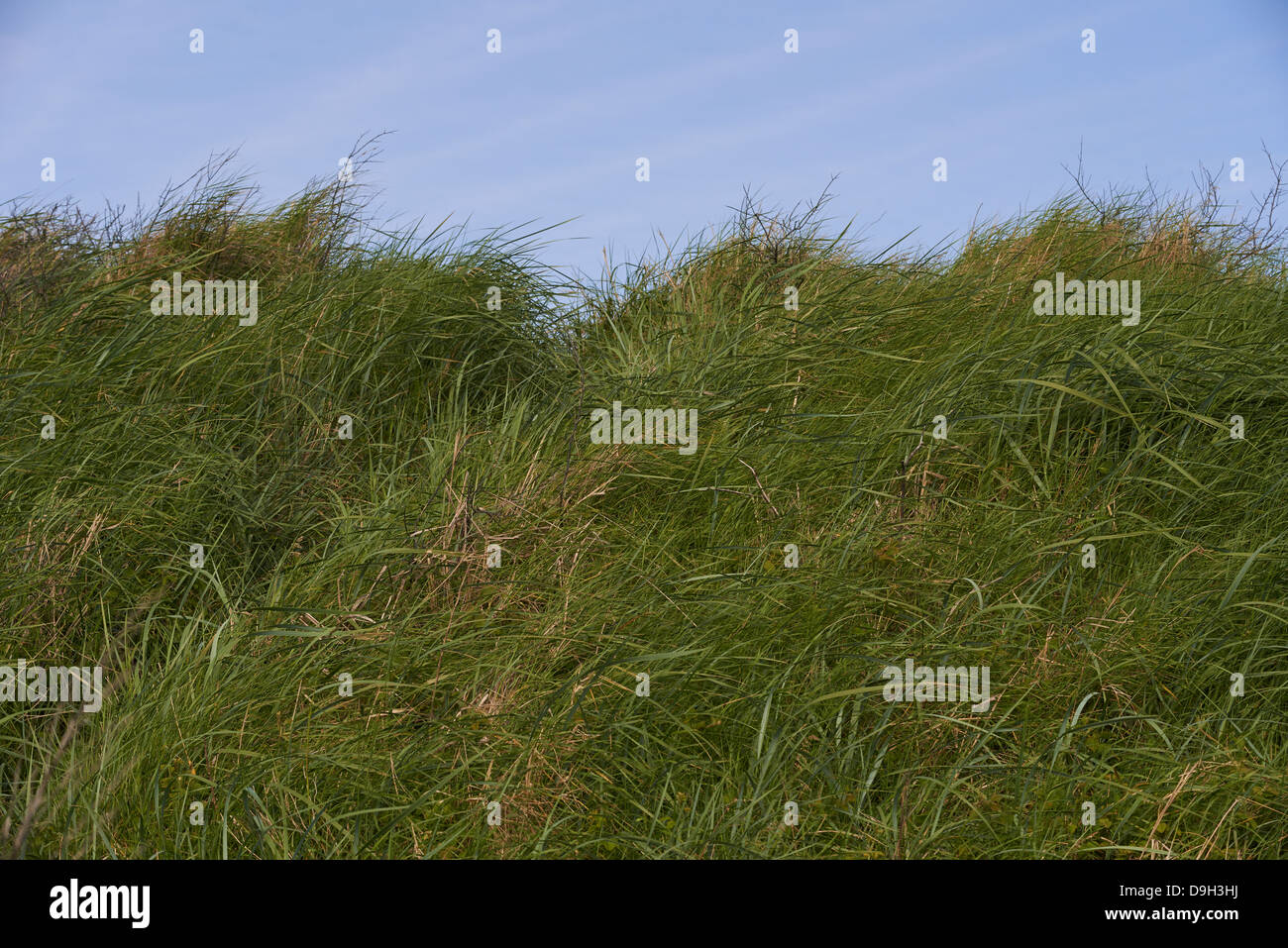 Grass, Green subject, Green and blue sky background Stock Photo