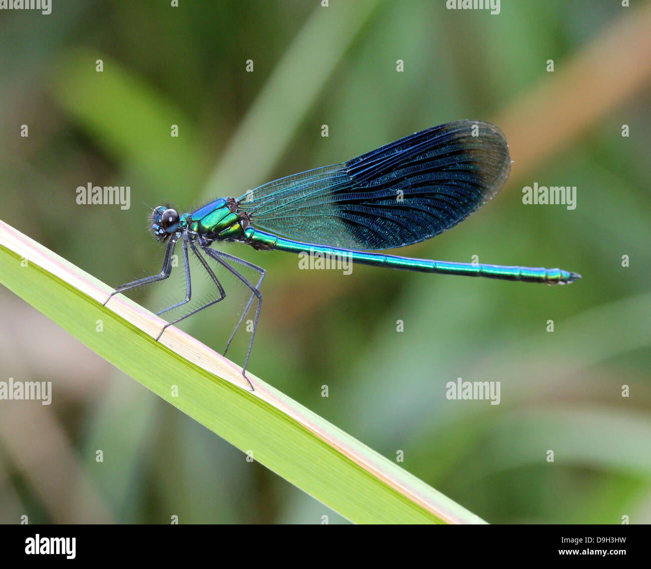 Close-up macro image of a male Banded Demoiselle (Calopteryx splendens) with wings closed Stock Photo