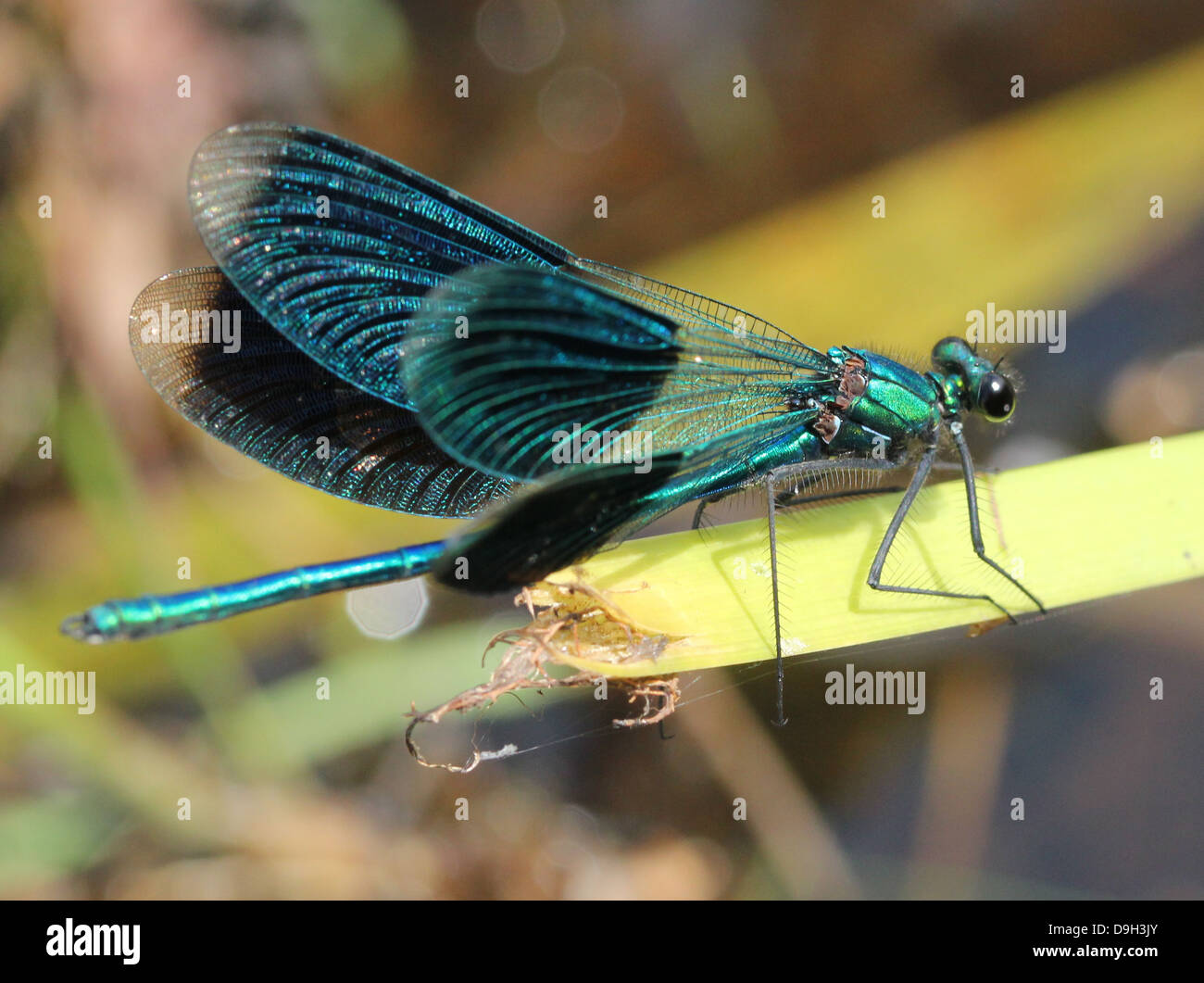 Close-up macro image of a male Banded Demoiselle (Calopteryx splendens) with wings opened Stock Photo