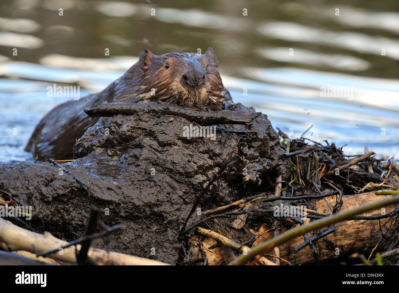 An adult beaver hauling arm loads of wet mud to patch holes in his dam