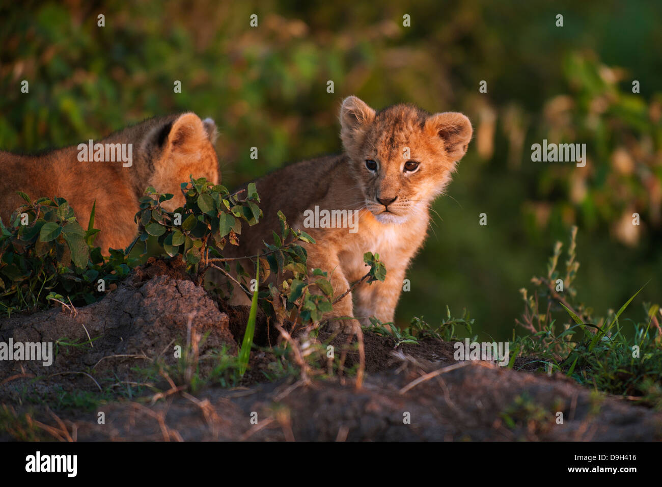 Lion babies close-up at sunrise, Masai Mara, Kenya Stock Photo