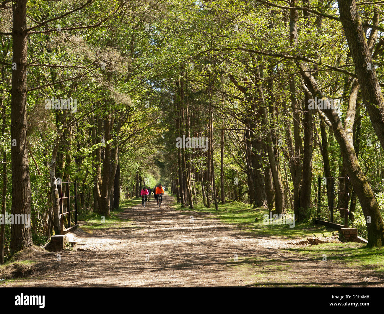 new forest old railway cycle route