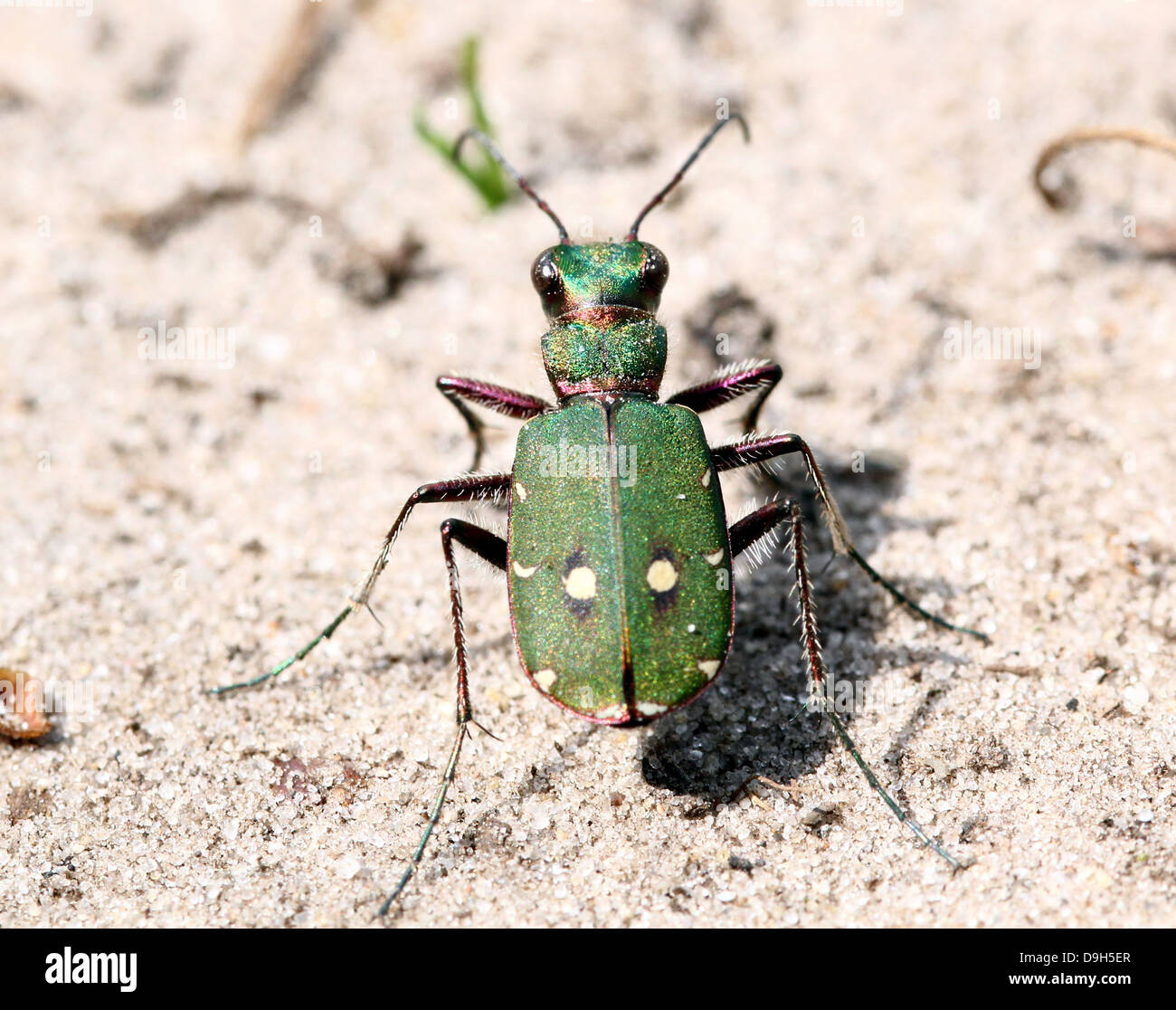 Detailed macro of a green tiger beetle (Cicindela campestris) Stock Photo