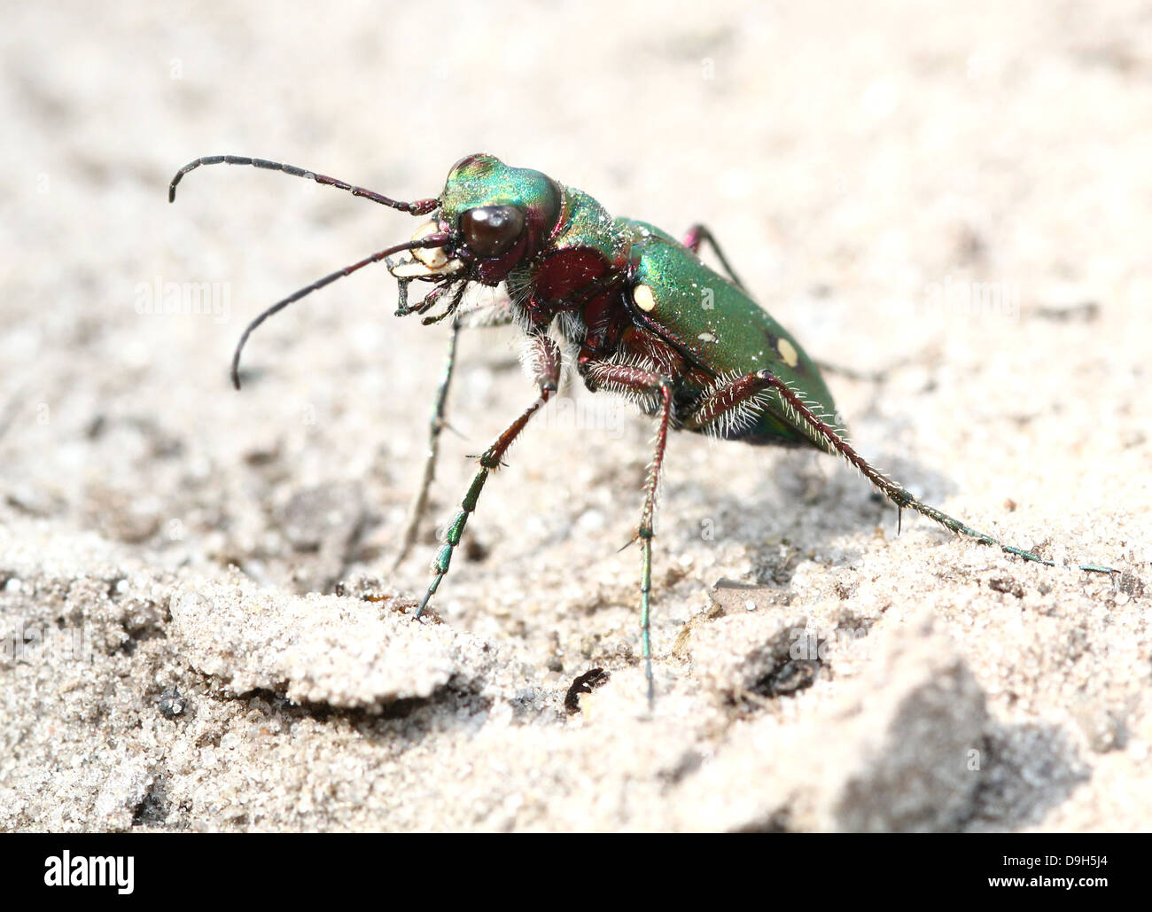 Detailed macro of a green tiger beetle (Cicindela campestris) Stock Photo