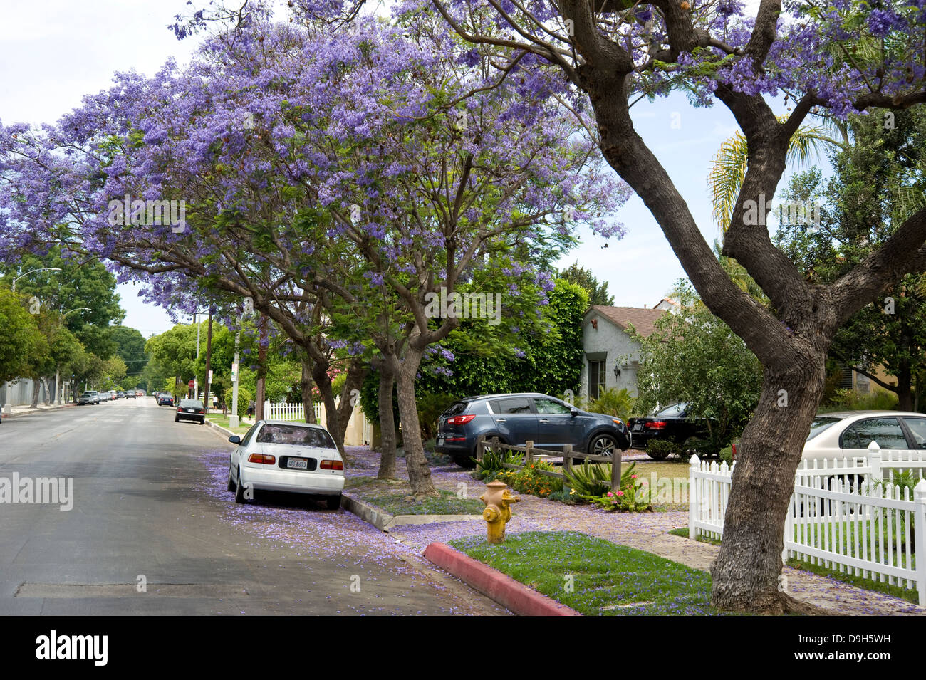 Jacaranda Tree in bloom on quiet residential street Stock Photo