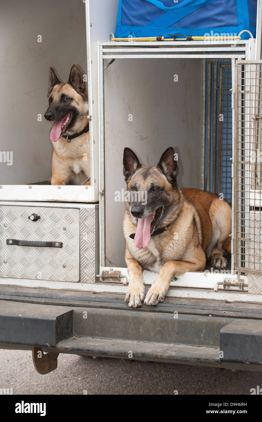 Police dog accommodation metal kenneling inside police van Stock