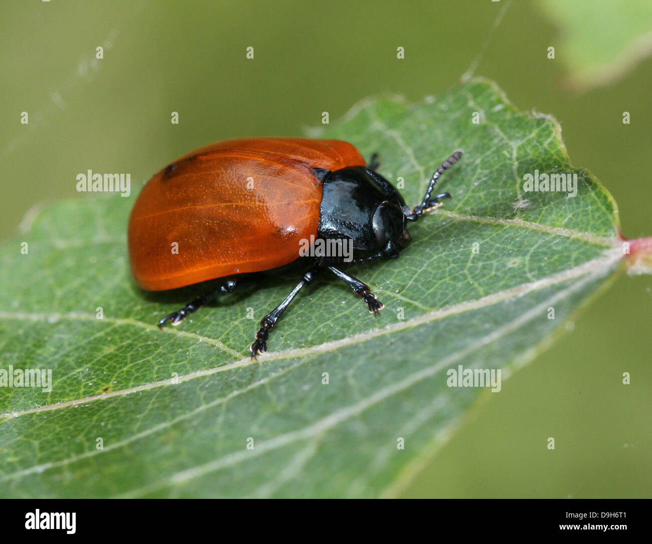 Close-up macro image of the broad-shouldered leaf beetle or Poplar ...