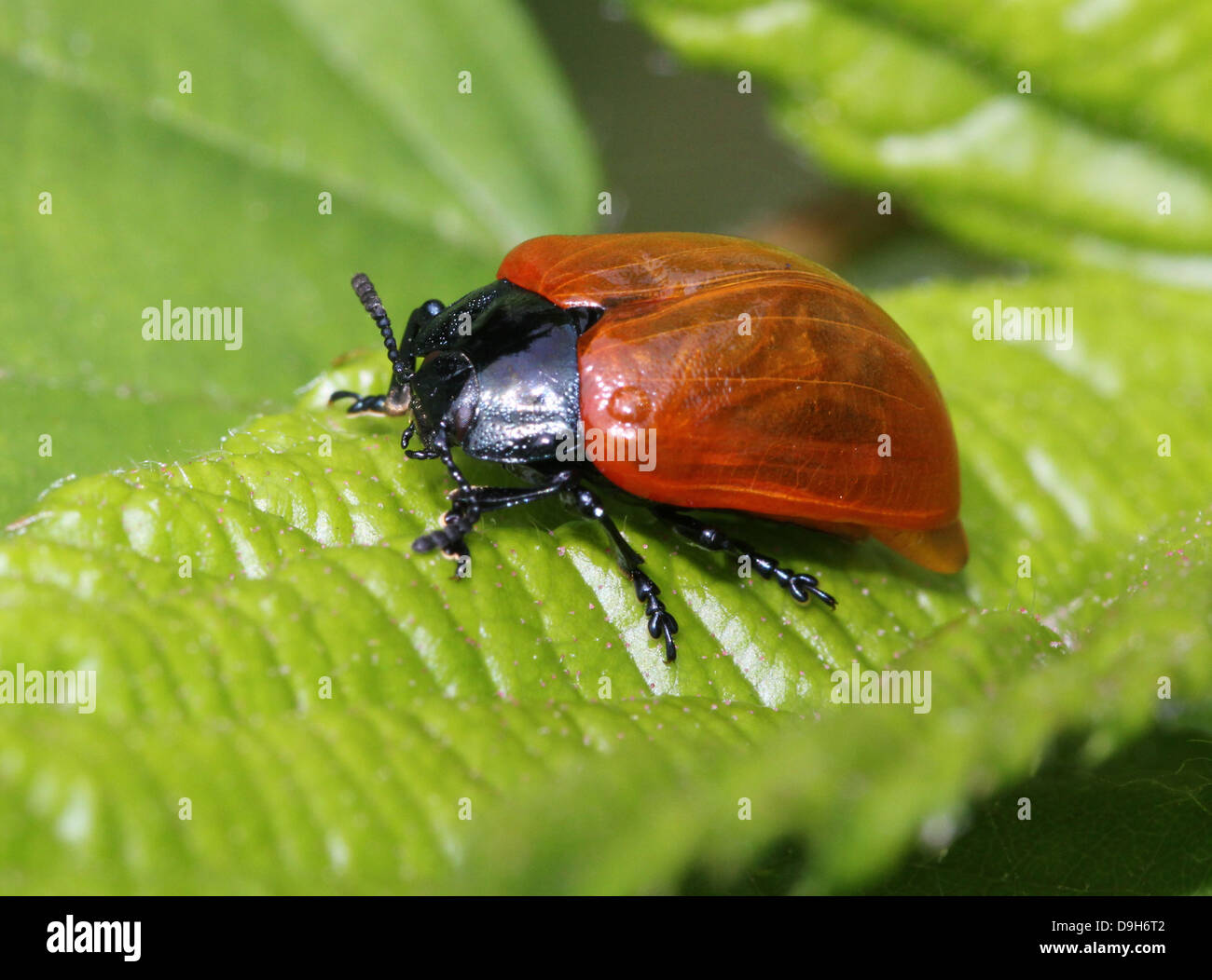 Black shouldered shield bug hi-res stock photography and images - Alamy