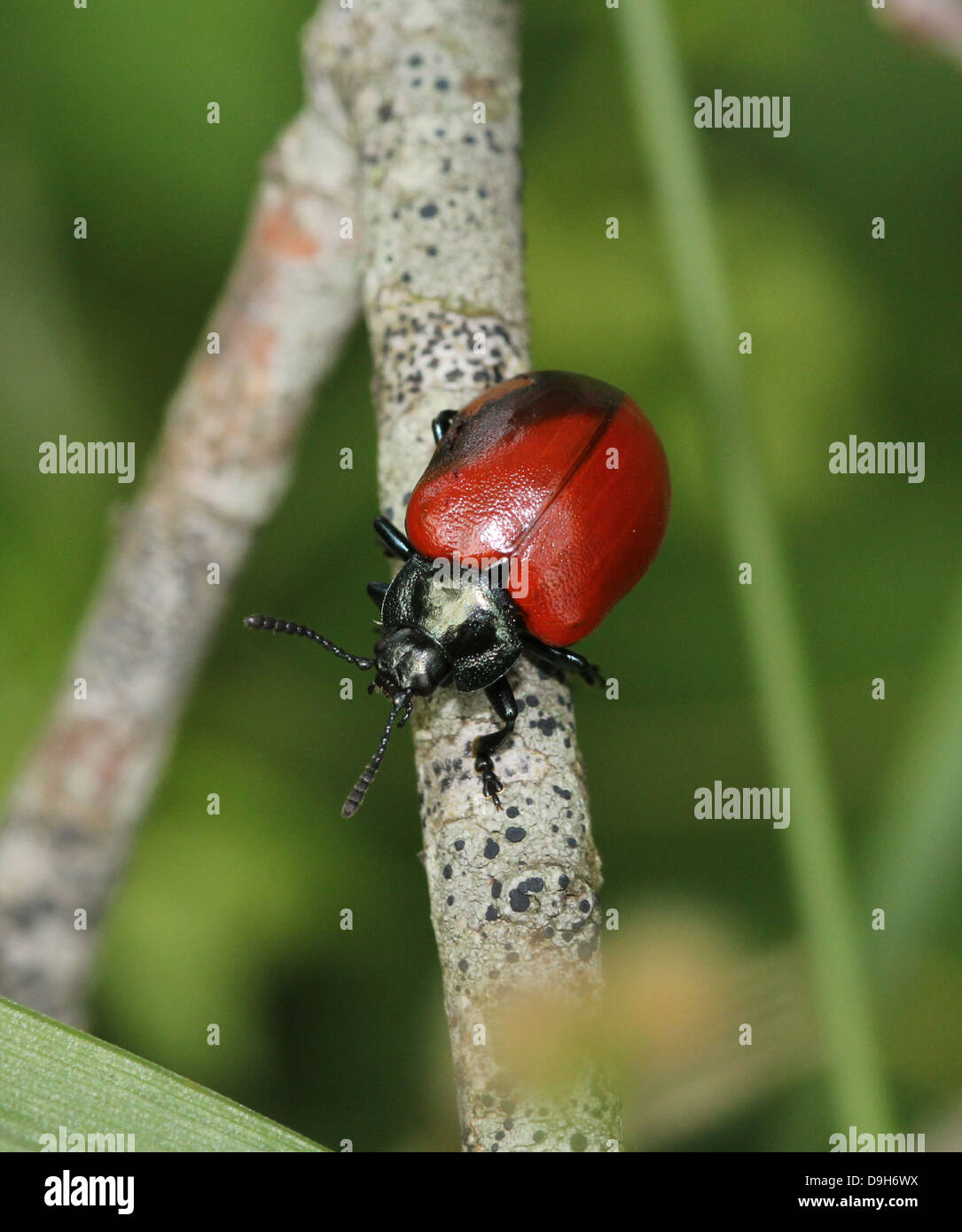 Black shouldered shield bug hi-res stock photography and images - Alamy