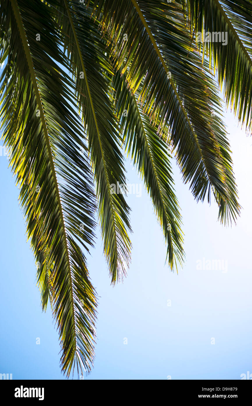 Palm tree with green leaves hi-res stock photography and images - Alamy