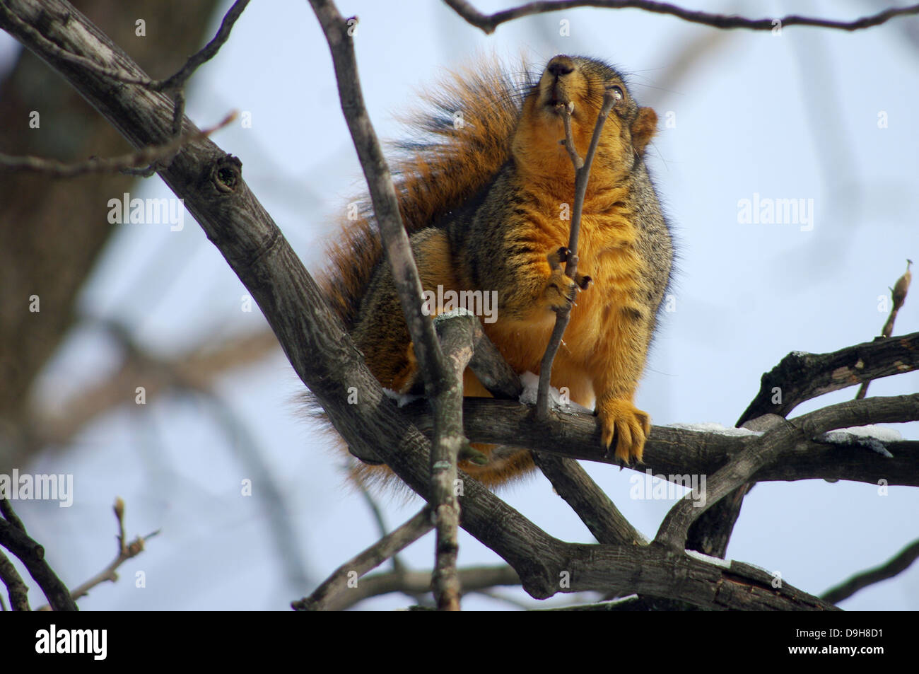 Charming Charlie the Eastern Red Fox Squirrel eating a Hickory Tree bud. Stock Photo
