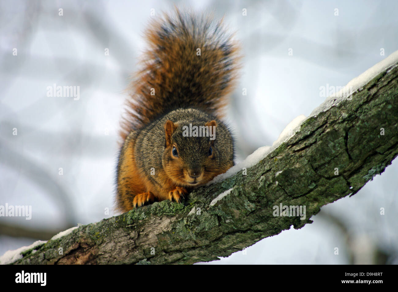 Breeding cats hires stock photography and images Alamy