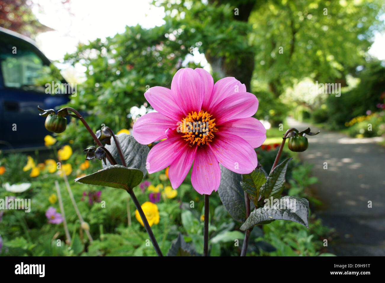 Summer pink daisy flower on a residential city street Stock Photo