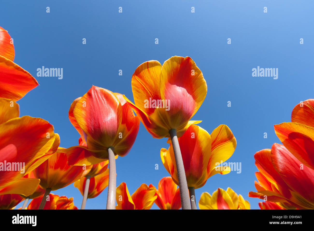 Red yellow tulips in a field during Spring in Holland Stock Photo - Alamy