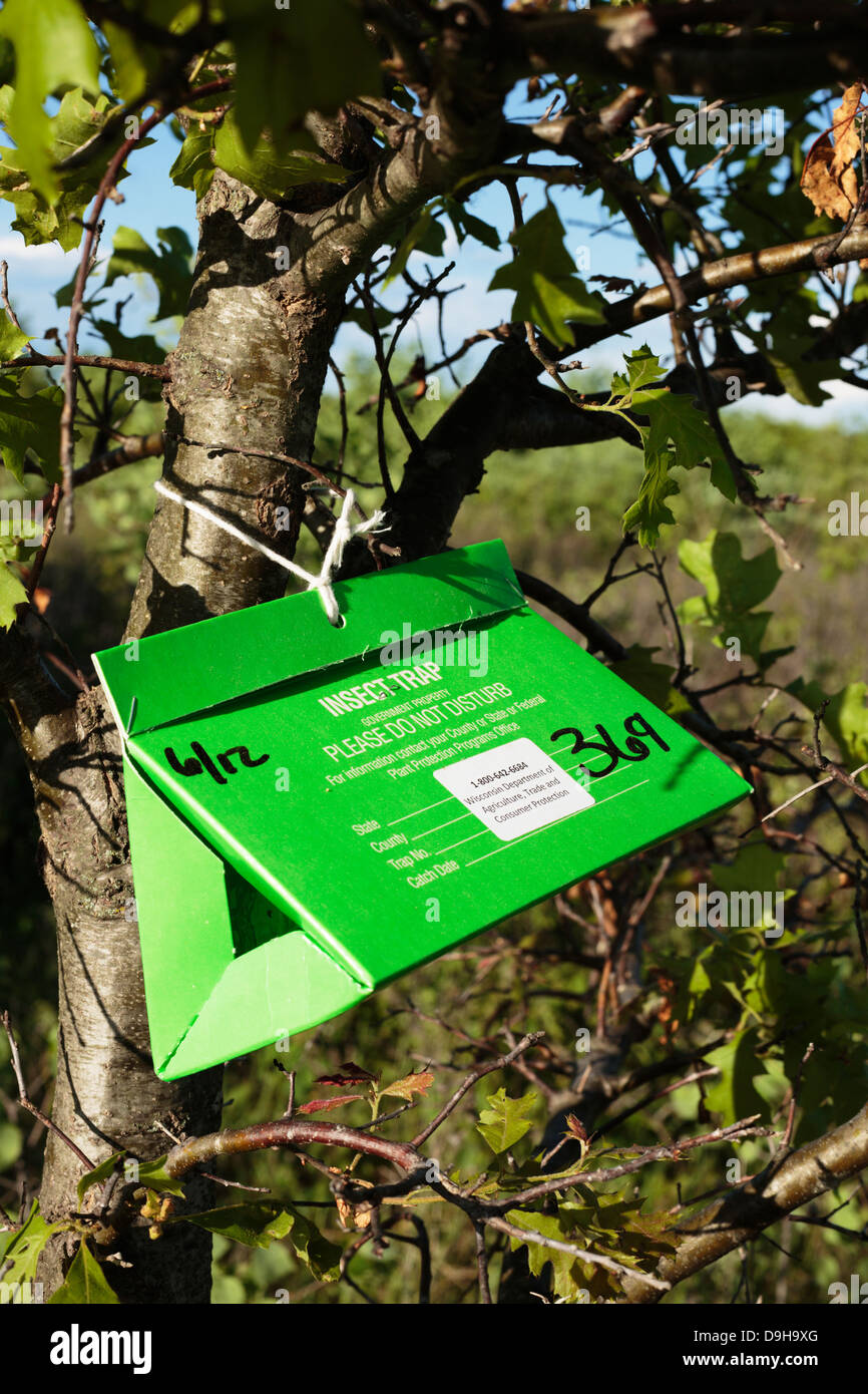 Insect trap box attached to a tree in the Crex Meadows Wildlife Area in western Wisconsin, USA. Stock Photo
