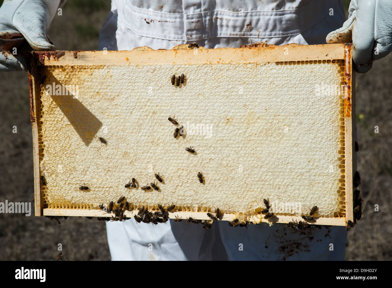 A beekeeper in Montana shows the honey harvest on one Langstroth frame. Stock Photo