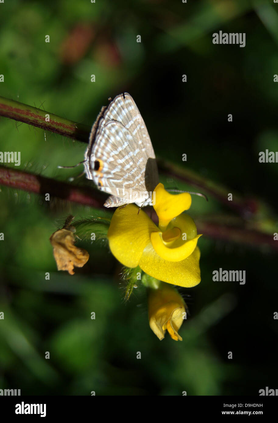 Wet season brood Common Cerulean Butterfly on Yellow Flower sucking Honey Stock Photo