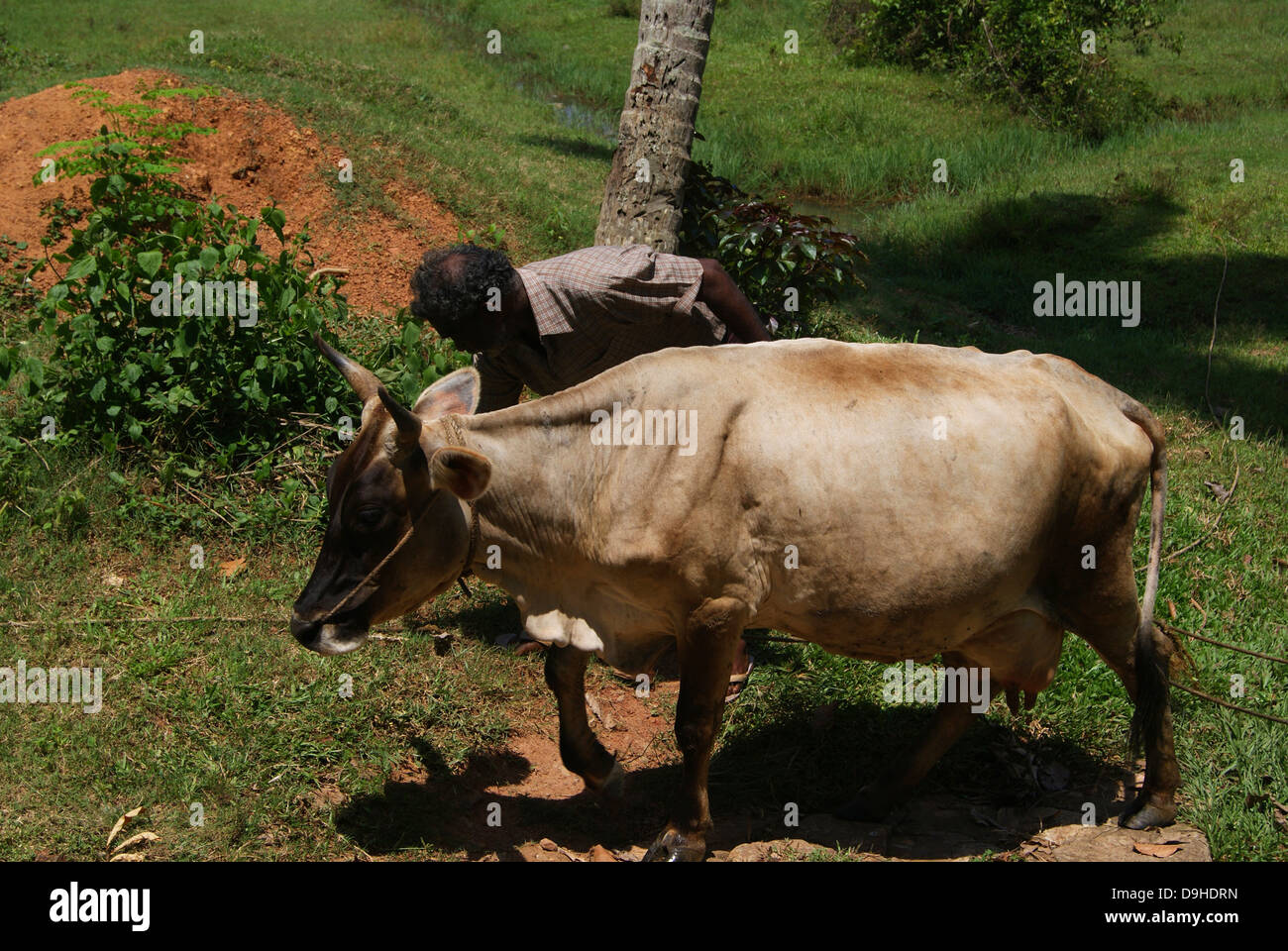 Village farmer with his cow at Kerala India Stock Photo Alamy