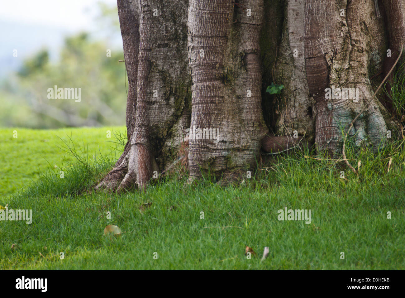 Trunk of the tree is very old Stock Photo - Alamy