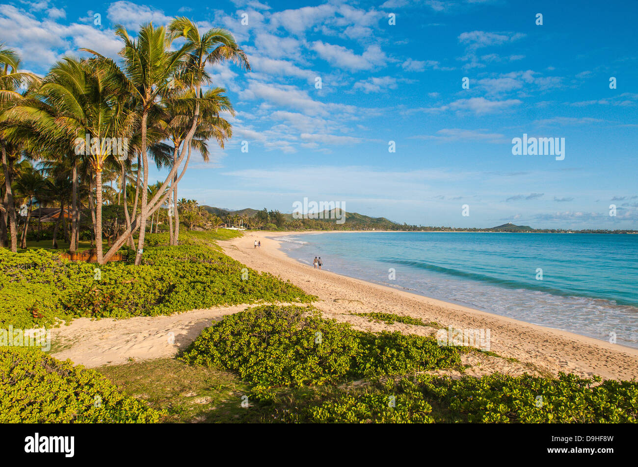 does kailua beach allow dogs