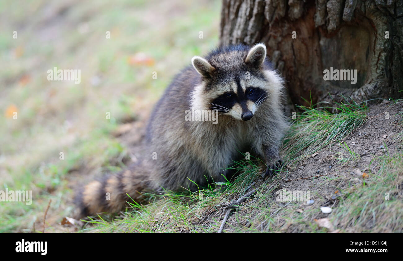 Raccoon in park in Montreal Canada Stock Photo - Alamy