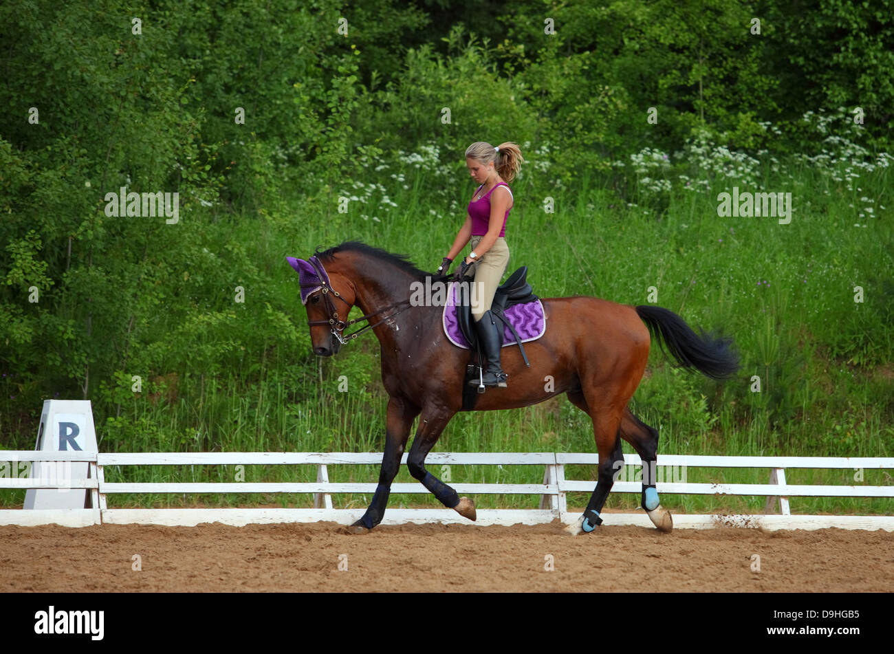 Equestrian woman riding dressage American Standardbred horse Stock Photo
