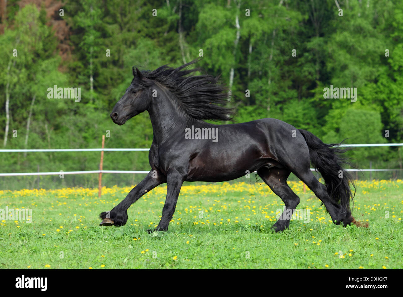 Black Friesian horse gallop in a green field Stock Photo