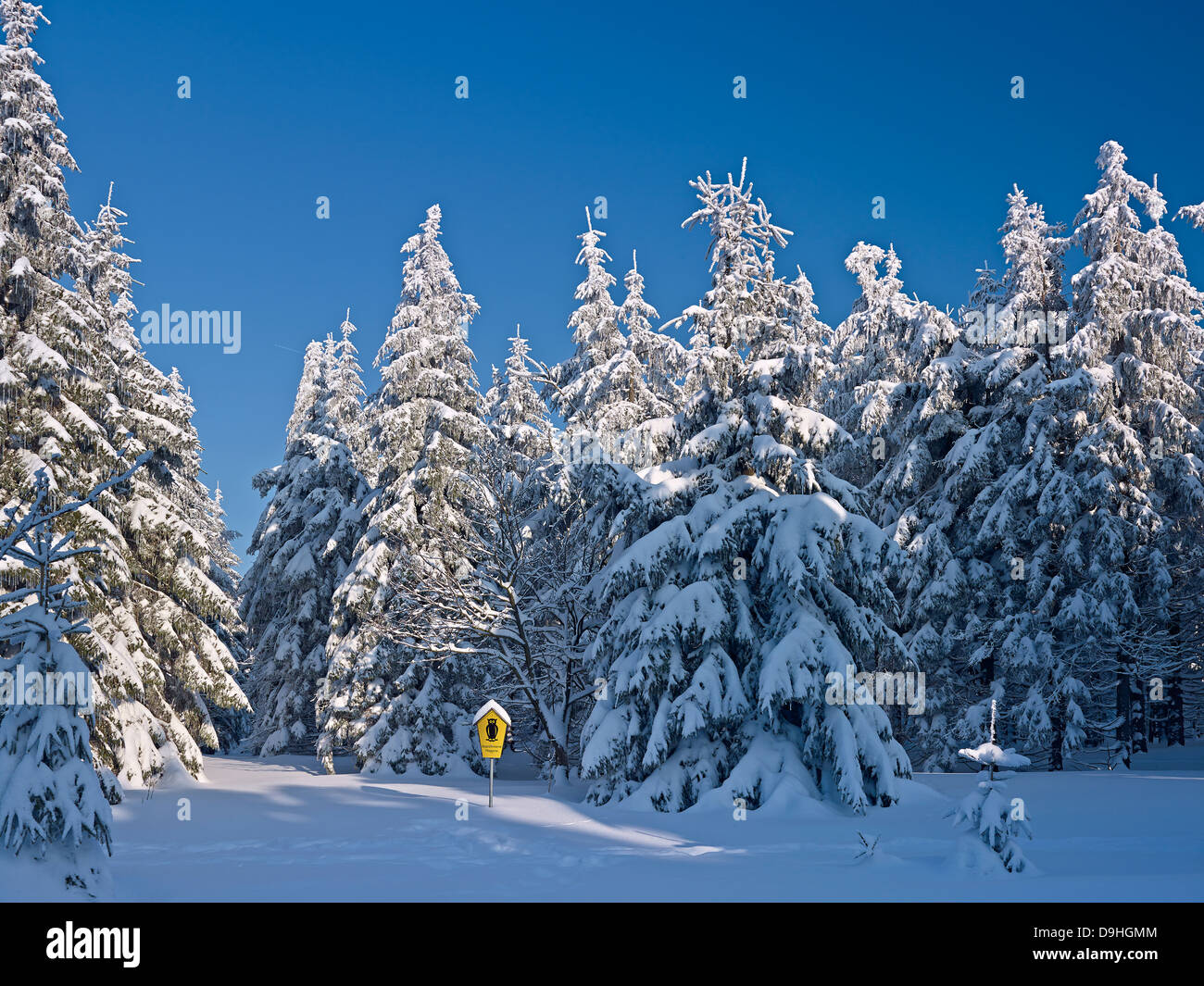 Snowy forest on the Schneekopf Mountain near Schmuecke, Ilm District, Thuringia, Germany Stock Photo