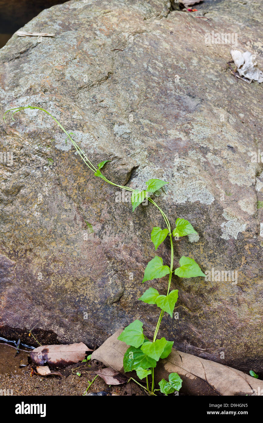 Green Heart-Shape Plant Climbing on the Big Rock. Stock Photo