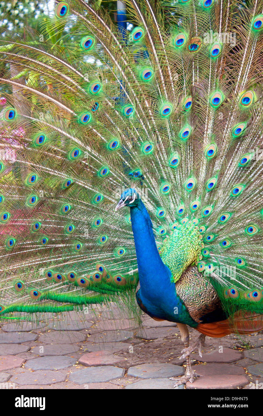 Green beautiful peacock peacock tail of poultry Stock Photo - Alamy