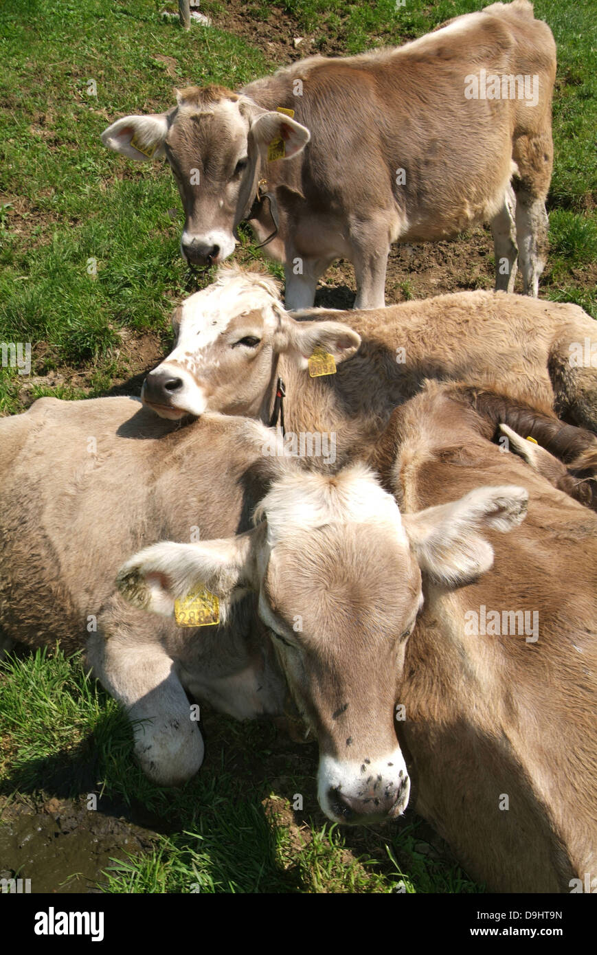 Group of Cows on the Swiss alps Stock Photo - Alamy