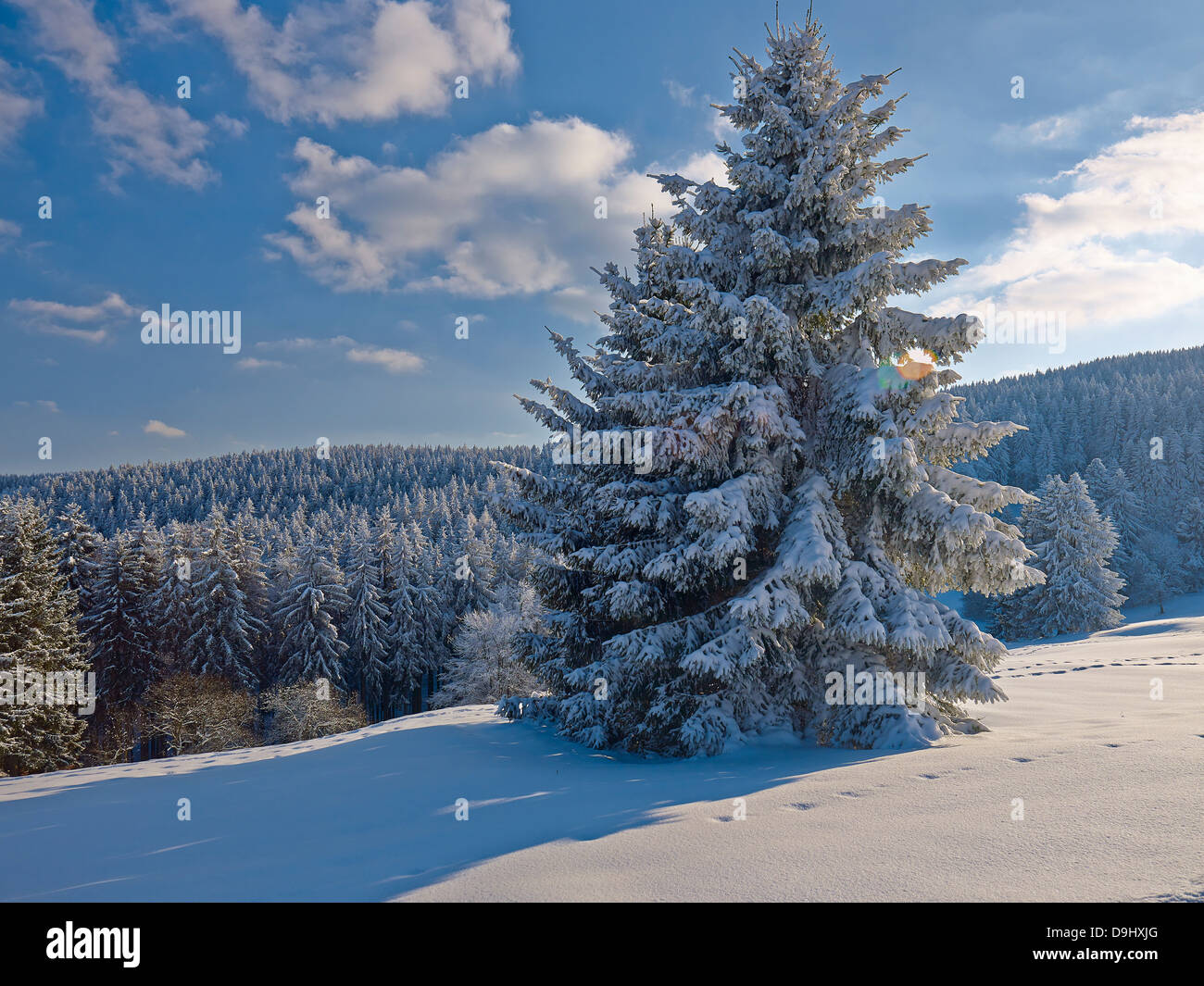 Forest near Gehlberg Mountain, Ilm District, Thuringia, Germany Stock Photo