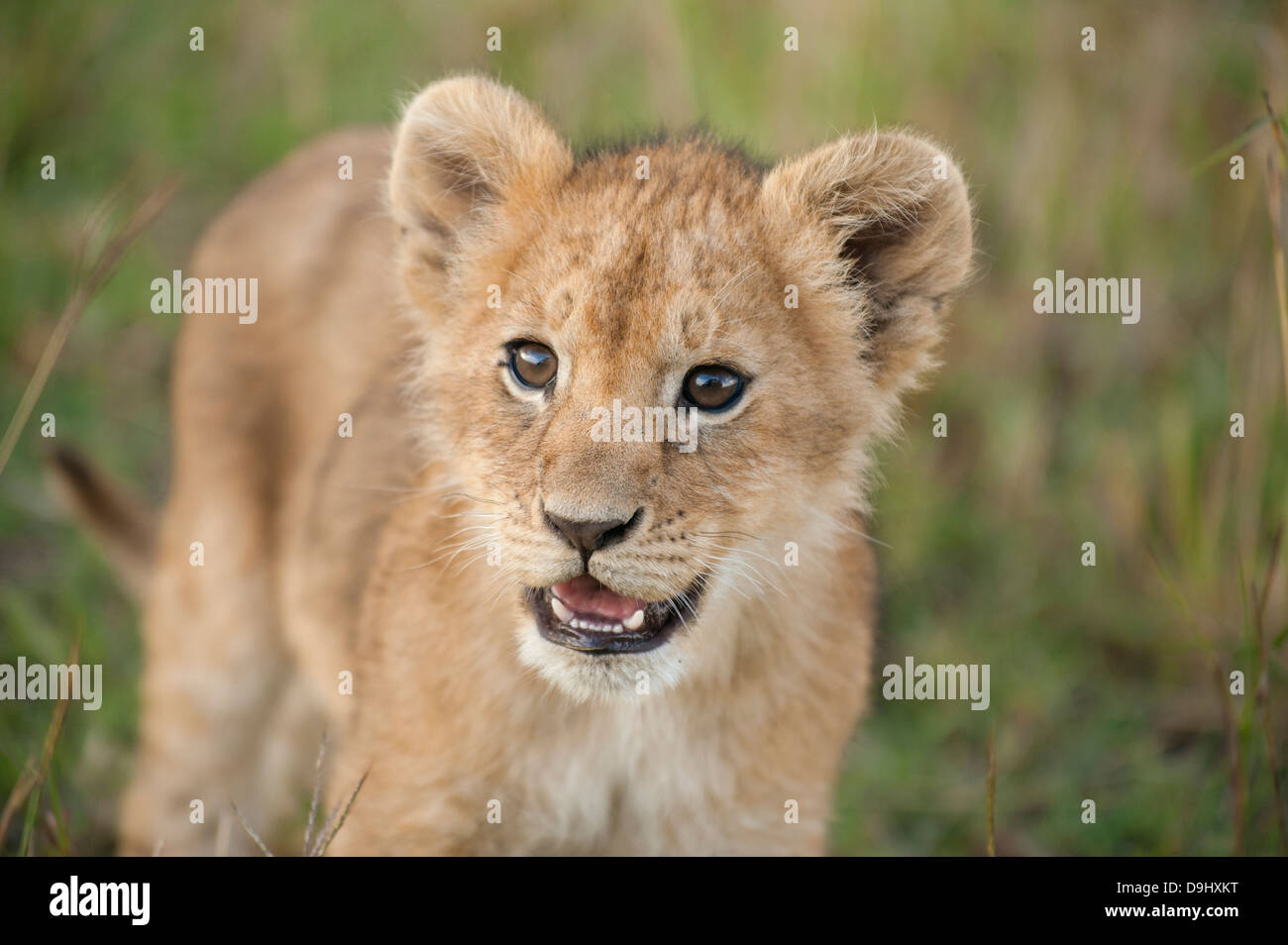 Lion cub close-up, Masai Mara, Kenya Stock Photo