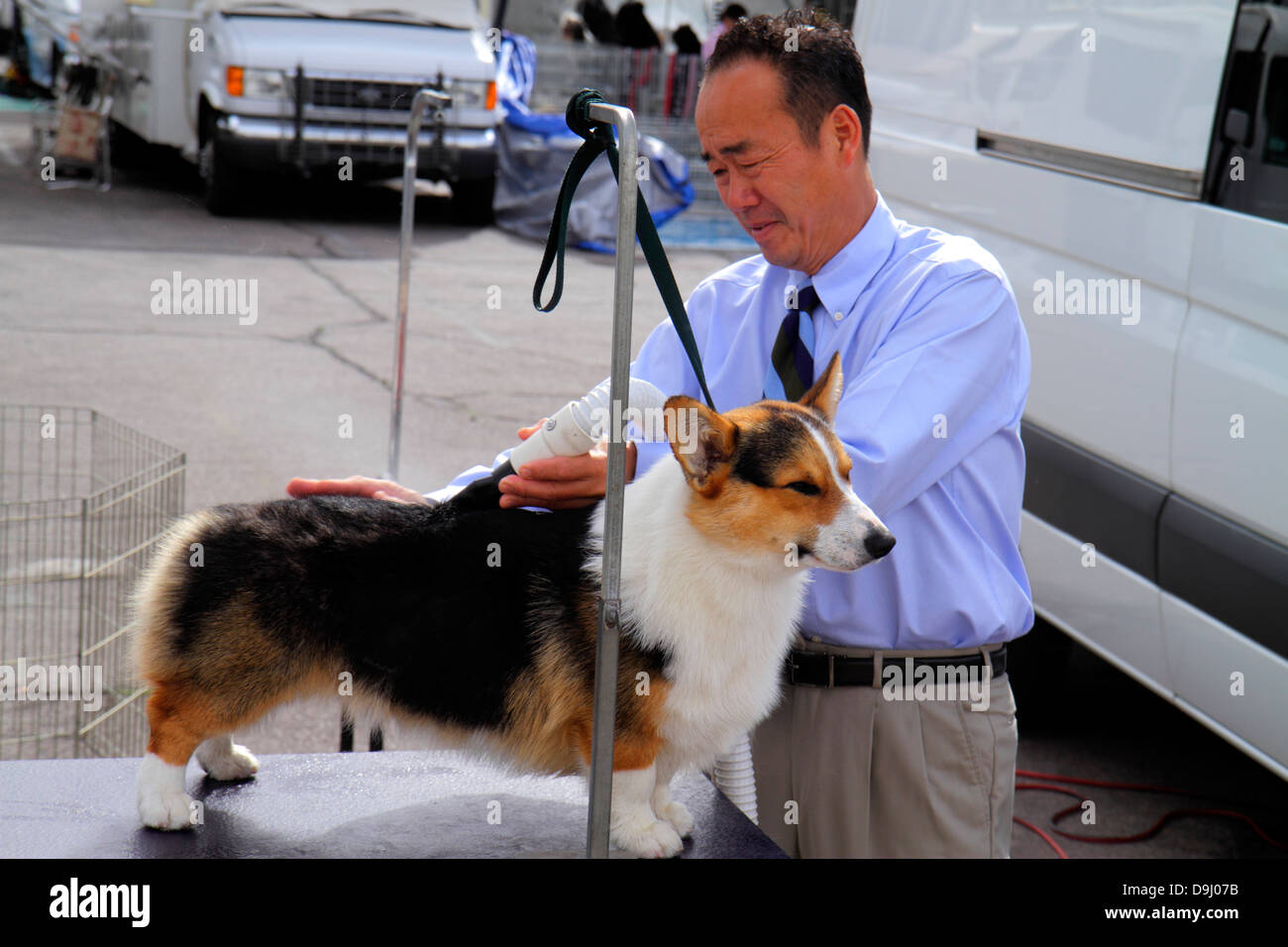 Las Vegas Nevada,Convention Center,centre,dog show,groomer,working,work,man men male,owner,trainer,blow drying,Welsh corgi,NV130330010 Stock Photo