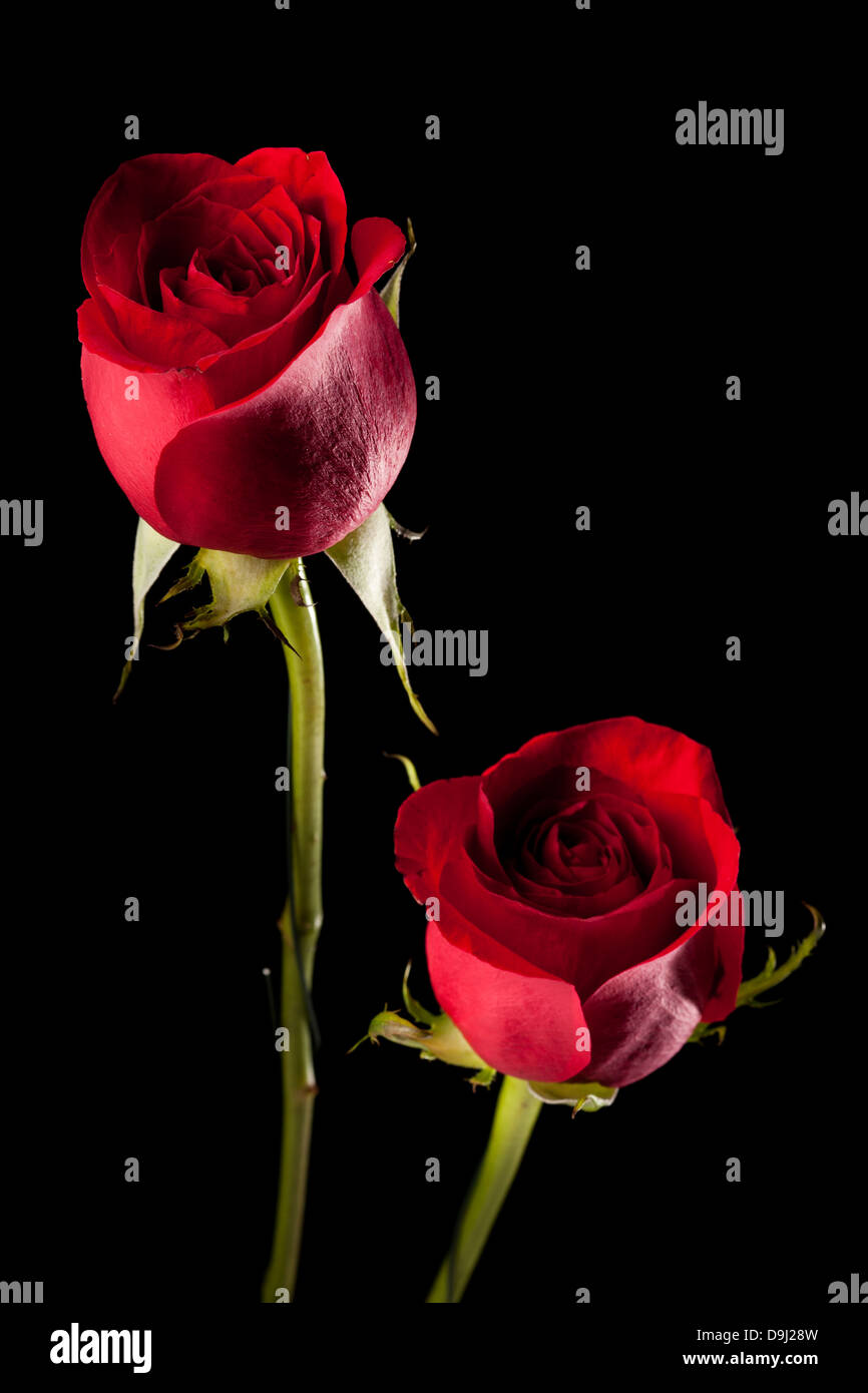 Beautiful Bright Red Rose for Valentine's Day Stock Photo Alamy
