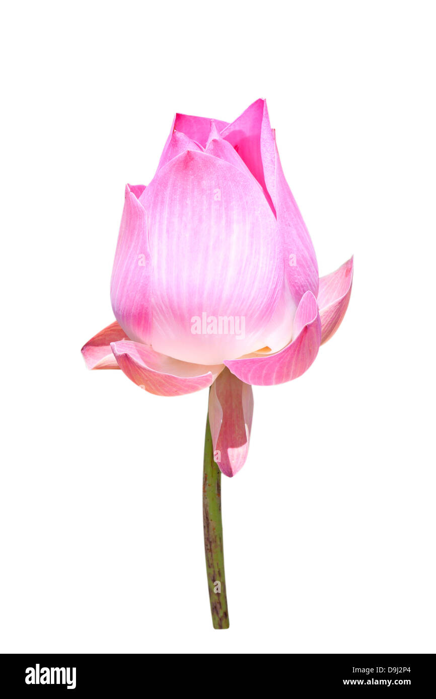 bud lotus flower isolated on white background. Stock Photo
