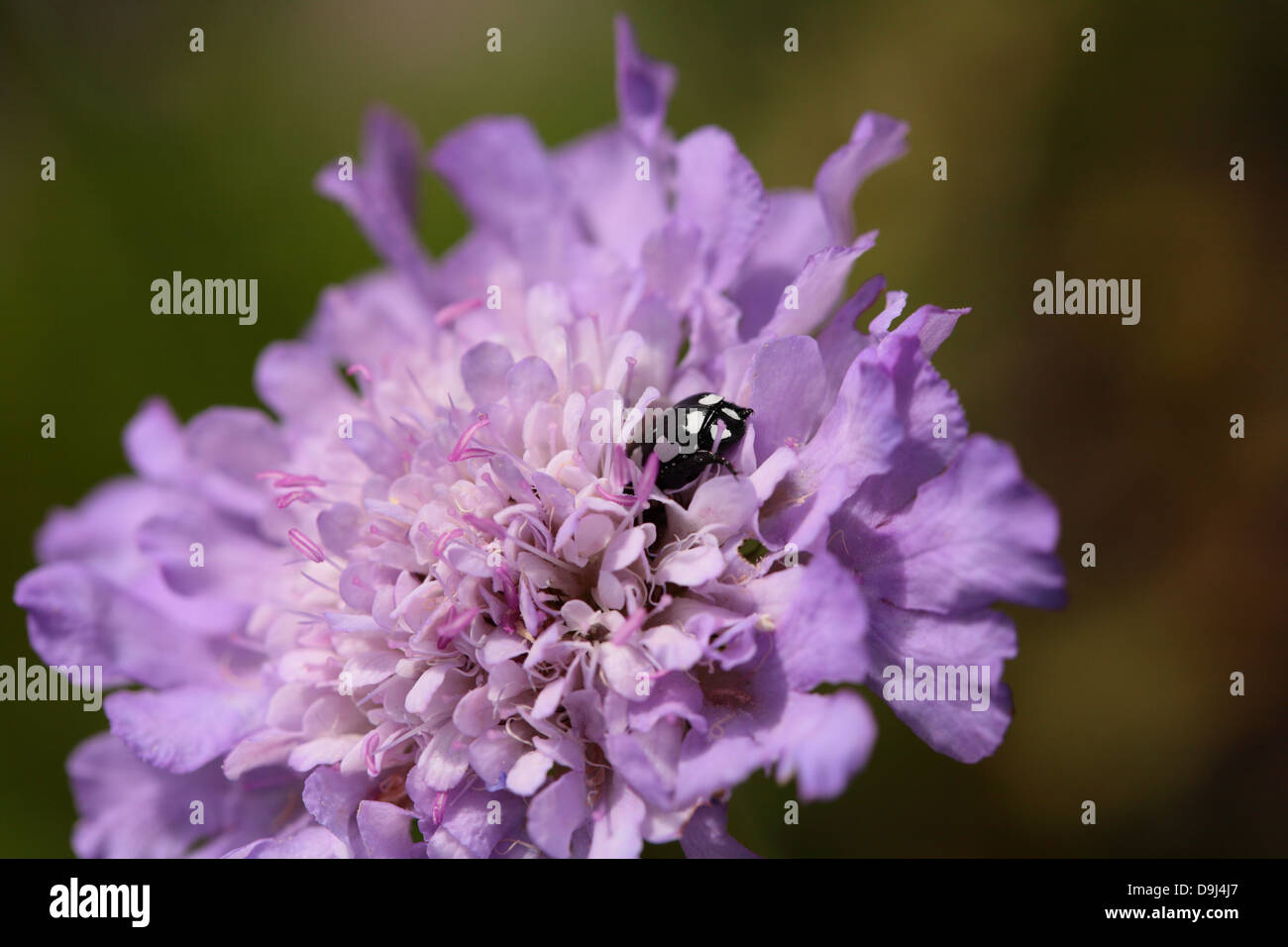 Black and white insect burrowing into a light purple flower Stock Photo